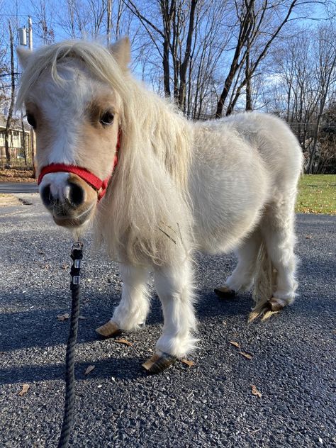 Mini Horse, Horses