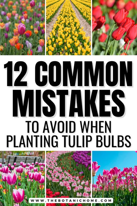 Image of tulips growing. Text reads: 12 common mistakes to avoid when planting tulip bulbs. Tulips Garden Design, Fall Bulb Planting, Bulbs Garden Design, When To Plant Tulips, Planting Tulip Bulbs, Spring Bulbs Garden, Planting Bulbs In Spring, Growing Tulips, Fall Landscaping