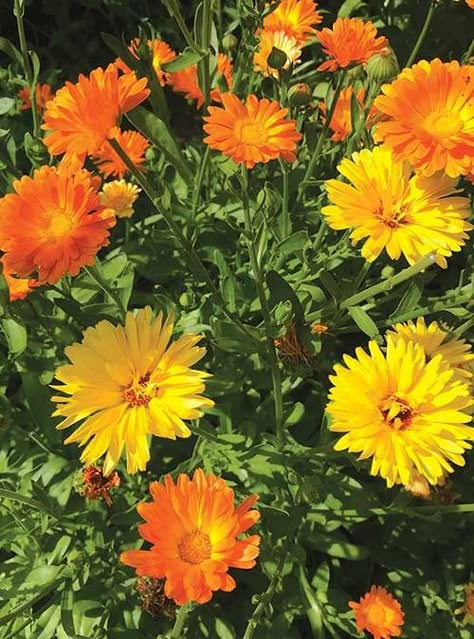 Calendula offers season-long blooms for pollinators, and its flowers are edible and medicinal. Photo by Mary McAvoy By Joyce White There are so many reasons to plant a big bed of calendula, Calendula officinalis. It blooms until frost for cut flowers and medicine, it isn’t fussy about where it’s planted, pollinators like it, it […] Calendula Aesthetic, Calendula Plant, Folk Remedies, Calendula Tea, Big Bed, Calendula Officinalis, Calendula Flower, Aromatic Herbs, Deck Garden