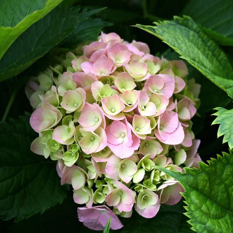 How to Prune Mop Head and Lace Cap Hydrangeas. Garden Hydrangea, A Lot Of Flowers, Hydrangeas Flowers, Lace Cap Hydrangea, Glowing Embers, Hydrangea Care, Garden Labels, Spring Things, Hydrangea Garden