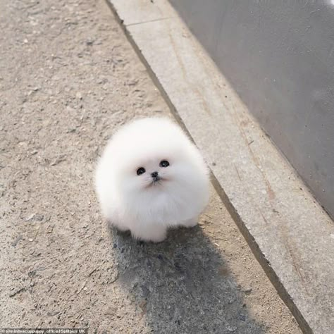 Tiny Pomeranian dog becomes an online sensation Cute Tiny Dogs, White Pomeranian Puppies, Spitz Pomeranian, Cute Fluffy Dogs, Very Cute Puppies, Cute Pomeranian, Cute Animals Puppies, Very Cute Dogs, Cute Little Puppies