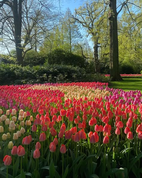 Tulip Fields Netherlands Aesthetic, Tulip Amsterdam, Tulip Meadow, Tulips Field, Tulips In Holland, Tulips Holland, Field Of Tulips, Tulip Fields Amsterdam, Amsterdam Tulip Fields