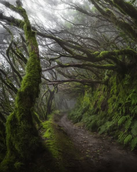 Anaga forest, Tenerife. - Ali Alsulaiman on Fstoppers Dark Forests, Tenerife Canary Islands, Spain Aesthetic, Into The Forest, World Pictures, High Fantasy, Beautiful Mountains, Canary Islands, Dark Forest