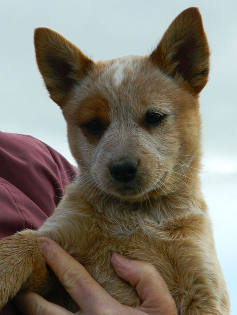 Red Heeler Puppy, Red Heeler Puppies, Red Healer, Red Heeler Dog, Cattle Dog Puppy, Heeler Puppy, Austrailian Cattle Dog, Blue Heeler Puppies, Cattle Dogs Rule