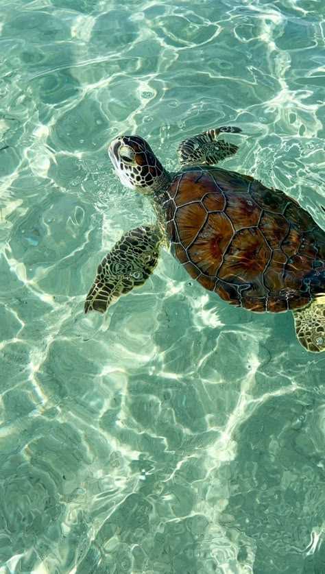 Preppy Sea Turtle, Sea Turtle Wallpaper Aesthetic, Island Aesthetic Wallpaper, Turtle Wallpaper Aesthetic, Sea Animals Aesthetic, Green Beach Aesthetic, Sea Turtle Aesthetic, Sea Green Aesthetic, Trip Inspo Pics