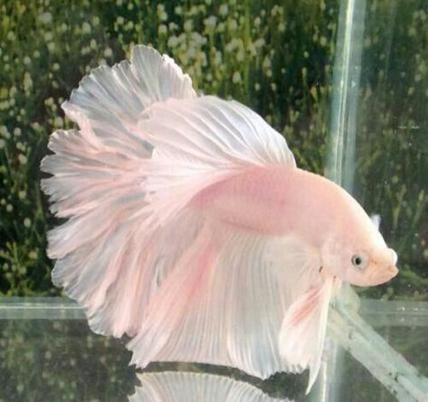 Siamese Fish, Pretty Fish, Pink Fish, Beta Fish, Beautiful Sea Creatures, Pet Fish, Exotic Fish, Pretty Animals, Sugar Glider