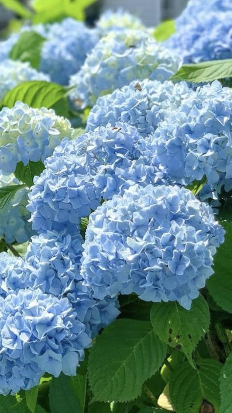 Hydenyia Flower, Hydrangea Aesthetic, Light Blue Hydrangea, Delivery Flowers, Hydrangea Plant, Blue Green Flowers, Hydrangea Bouquet Wedding, Tattoo Plant, Blue Hydrangea Flowers