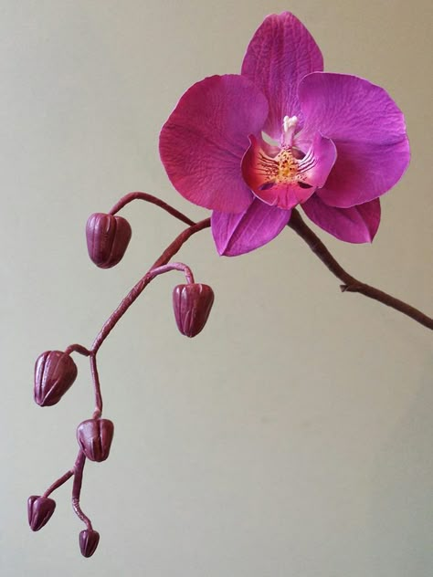 Orchid Drawing, Orchid Photography, Orchid Flower Arrangements, Orchid Leaves, Moth Orchid, Flower Art Drawing, Nothing But Flowers, Flower Studio, Purple Orchids