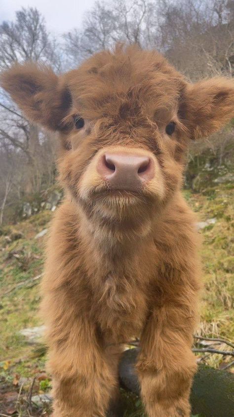 Fluffy Cow, Pet Cows, Mini Cows, Baby Farm Animals, Fluffy Cows, Cute Small Animals, Cute Animals Puppies, Highland Cows