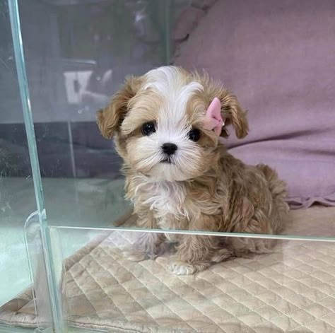 Cute Fluffy Puppies, Perro Shih Tzu, Camera In Hand, Cute Fluffy Dogs, Teacup Yorkie Puppy, Cute Dogs Images, Dog Haircuts, Very Cute Puppies, Yorkie Puppies