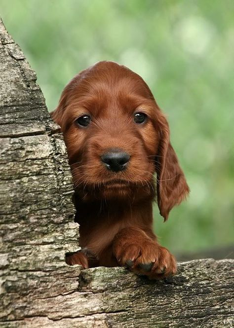 Best 25+ Irish setter dogs ideas on Pinterest | Setter puppies, Red setter dog and Irish setter Irish Setter Puppy, Setter Puppies, Red Setter, Irish Setter Dogs, Puppy Pics, Irish Setters, Crazy Dogs, Pampered Pets, Love My Dog