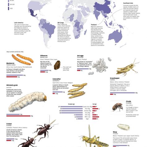 Entomophagy, the consumption of insects as food Cricket Farming, Edible Bugs, Edible Insects, Ap Human Geography, Insect Species, Human Geography, Survival Techniques, Wild Edibles, Survival Food