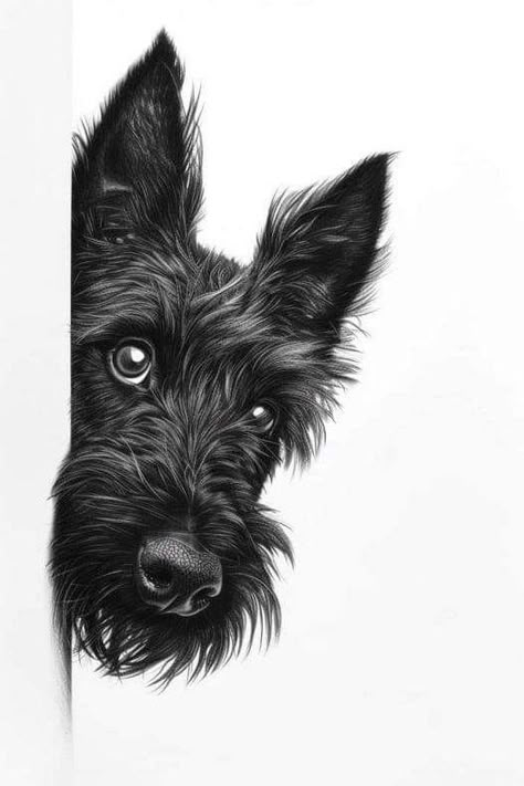 Scottish Terrier Drawing, Scottish Terrier Tattoo, Scottie Dog Crafts, Schnauzer Drawing, Scottish Dog, Scottie Puppies, Scotties Dog, Scottish Terrier Puppy, Black Schnauzer