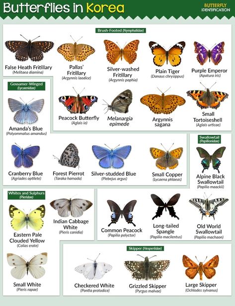 Types of Butterflies in Korea (List With Pictures) Butterfly Chart, Butterfly Pupa, Butterfly Identification, Butterfly Facts, Butterfly Migration, Butterfly Live, Butterfly Habitat, Types Of Butterflies, Holly Blue