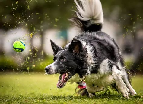 What Are Dog Zoomies and What Causes Them? | Cuteness Dog Zoomies, Dog Frisbee, Dog Minding, Fly Ball, Dog Football, Dog Urine, Dog Sports, Animal Inspiration, Dog Toy Ball