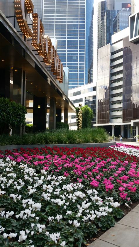 Cyclamen in flower, Crown Casino Melbourne. Classical Architecture, Best Casino, Flower Crown, Diving, Melbourne, Casino, Old Things, Crown, House Styles