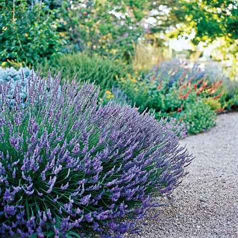 as an option for people to have their picnics immersed in lavender but doubles for use in teas or some recipes. Perfect! Garden Gadgets, Drought Tolerant Perennials, Drought Tolerant Garden, Colorado Landscape, Drought Tolerant Landscape, Creative Landscape, Backyard Landscape, Garden Area, Drought Resistant