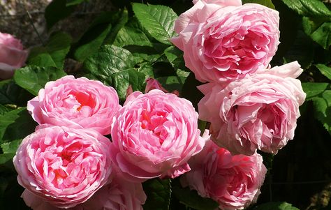 Constance Spry, David Austin's first-ever 'English' rose, went on sale in 1961 and remains a favourite to this day Scent Garden, Plant Structure, Rose Trellis, Fragrant Roses, Heirloom Roses, Garden Shrubs, Light Pink Rose, Summer Romance, Rose Fragrance