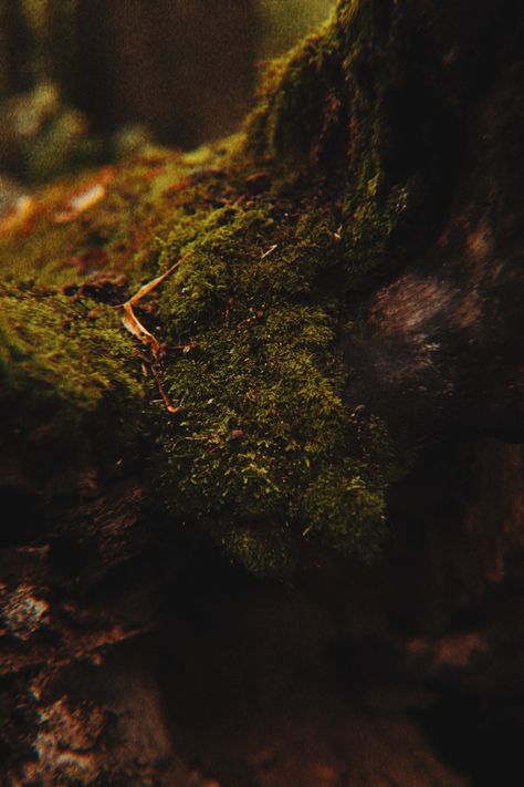 Moss Cave Aesthetic, Moss Aesthetic Dark, Moss Aesthetic, Moss Wallpaper, Bookshelf Aesthetic, Mossy Tree, Wood Forest, Fairytale Fantasy, Gold Aesthetic