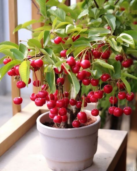 Stop buying cherries at the store. Grow them at home with this step-by-step guide Growing Cherry Trees, Potted Fruit Trees, Cherry Plant, Diy Container Gardening, Trees Garden, Gardening Vegetables, Cherry Trees, Vegetable Gardens, Yard Care