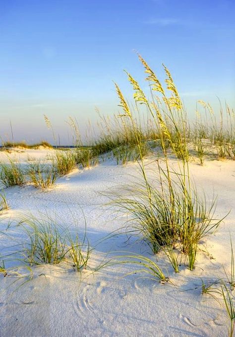 Sea Oats...  Kiawah Island, SC Sea Oats, Shell Island, Saint Andrews, Beautiful Beach Pictures, Emerald Coast, Ocean Scenes, St Andrews, Panama City Beach, Beach Painting