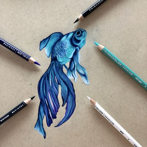 Fish Coloured Pencil Drawing, Realistic Fish Drawing Colored Pencils, Fish Drawings Colorful, Pencil Art Drawings Color, Colored Pencil Fish Drawing, Realistic Color Pencil Art, Stuff To Draw With Colored Pencils, Colourful Fish Drawing, Realistic Color Drawings