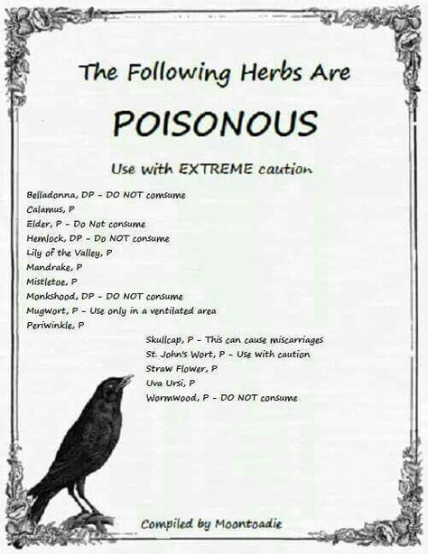 Poisonous herbs Poisonous Herbs, Witch Herbs, Magia Das Ervas, Magic Herbs, Magical Herbs, Wiccan Spell Book, Wicca Witchcraft, Herbal Magic, Baby Witch