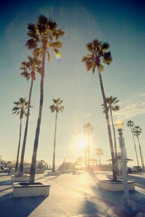 California wallpapers California Iphone Wallpaper, Palm Trees Tumblr, California Tumblr, Palm Tree Background, California Wallpaper, Tumblr Iphone Wallpaper, Zero Wallpaper, Wallpaper Iphone Summer, California Dreamin'