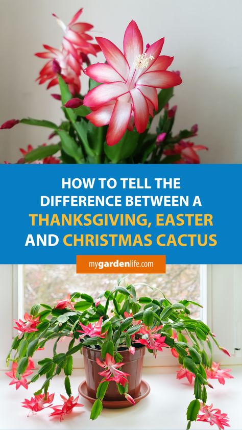 Three very similar plants that are grown and sold for holiday décor and gifting are the “Thanksgiving cactus”, “Easter cactus”, and "Christmas cactus". These are more generically sold with the name “holiday cactus” and can be easily confused with one another. Learn how to tell the difference between a Christmas cactus, Thanksgiving cactus, and Easter Cactus by clicking on this pin or saving it for later. Christmas Thanksgiving Easter Cactus, Types Of Christmas Cactus, Repot Christmas Cactus, Thanksgiving Cactus Care, Propagate Christmas Cactus, Xmas Cactus, Crab Cactus, Cactus Identification, Christmas Cacti