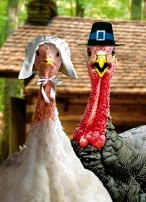 how the Pilgrims had Thanksgiving? Thanksgiving Time, Thanksgiving Pictures, Thanksgiving Blessings, Thanksgiving Images, Funny Turkey, Vintage Thanksgiving, Thanksgiving Feast, Thanksgiving Fun, Funny Thanksgiving