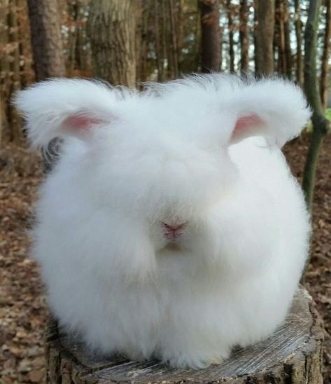 English Angora Rabbit, Angora Bunny, English Angora, Young Rabbit, Fluffy Rabbit, Rabbit Breeds, Funny Rabbit, Rabbit Care, Angora Rabbit