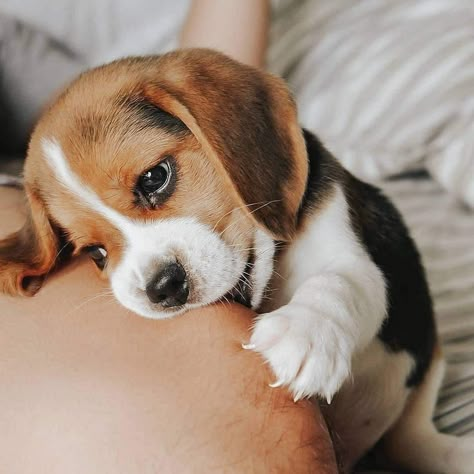 Beagle Puppies, Cute Beagles, Cute Little Puppies, Beagle Puppy, Beagle Dog, Little Puppies, Cute Dogs And Puppies, Cute Pets