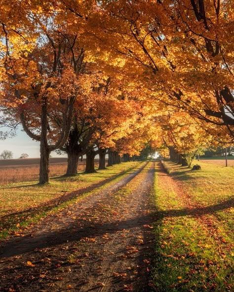 🇨🇦 Fall colours (Ontario) by Donald L. cr.🍂 Country Fall Aesthetic, Vintage Autumn Aesthetic, Fall In The Country, Fall Aesthetic Vintage, Light Fall, Studera Motivation, Fall Morning, Fall Colours, Autumn Magic