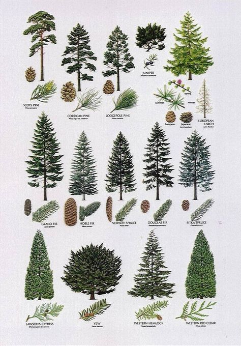 (20+) Facebook Christmas Tree Types, Tamarack Tree, Noble Fir Tree, Painting Objects, Types Of Christmas Trees, Picea Abies, Tree Identification, Fraser Fir, 24 December