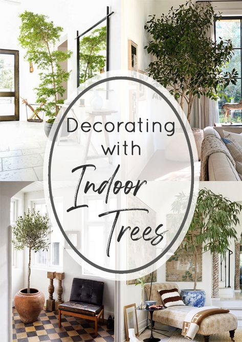 Crushing On: Large Indoor Trees - Stacy Risenmay Indoor Tree Decor Living Rooms, Large Indoor Trees Living Rooms, Silk Trees Indoor Decor, Tree Pots Indoor, Indoor Tree Planter Pots, Interior Tree Design, Large Fake Plants Living Rooms, Faux Ficus Tree Home Decor, Indoor Faux Tree