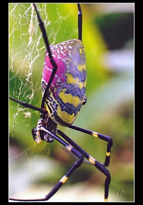 Beautiful Garden Spider.  The golden silk orb-weavers (genus Nephila) are a genus of spiders noted for the impressive webs they weave. Nephila consists of numerous individual species found around the world. Colorful Spider, Beautiful Spiders, Colorful Spiders, Colourful Spiders, Cool Spiders, Pretty Spiders, Purple Spider, Golden Silk Orb Weaver, Garden Orb Weaver Spider