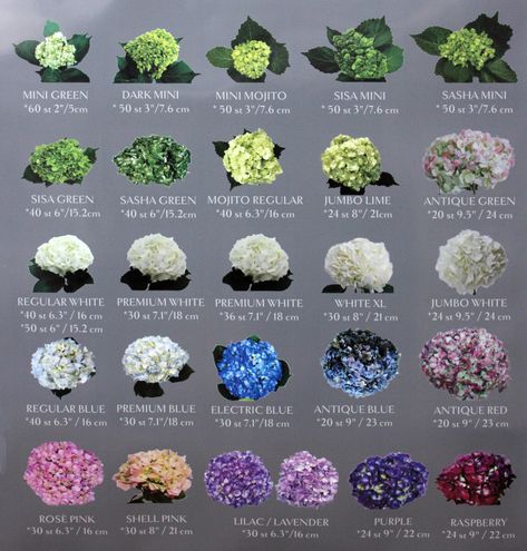 Colors Of Hydrangeas, Hydrangea Species, Hydrangea Colors Shades, Blue Hydrangea Landscaping Front Yards, Giant Hydrangeas, Hydrangea Field, Peony And Hydrangea, Peony And Hydrangeas Garden, Hydrangeas Garden