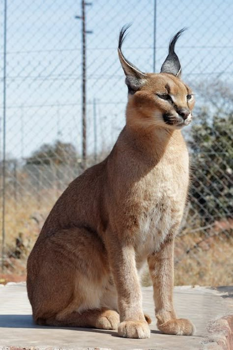 Photo by Annari du Plessis on Pexels Refrences Animals, Big Cat Reference, Caracal Animal, Caracal Cat, Rare Cats, Cat Reference, Exotic Cats, Cat Pose, Pretty Animals