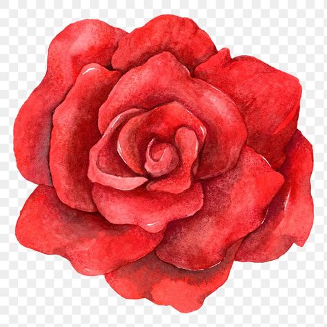 Red Rose Tattoo Design, Rose Pencil Drawing, Minimalist Flower Drawing, Tattoo Design Minimalist, Realistic Rose Drawing, Rose Flower Png, Rose Line Art, Rose Artwork, Painting Realistic