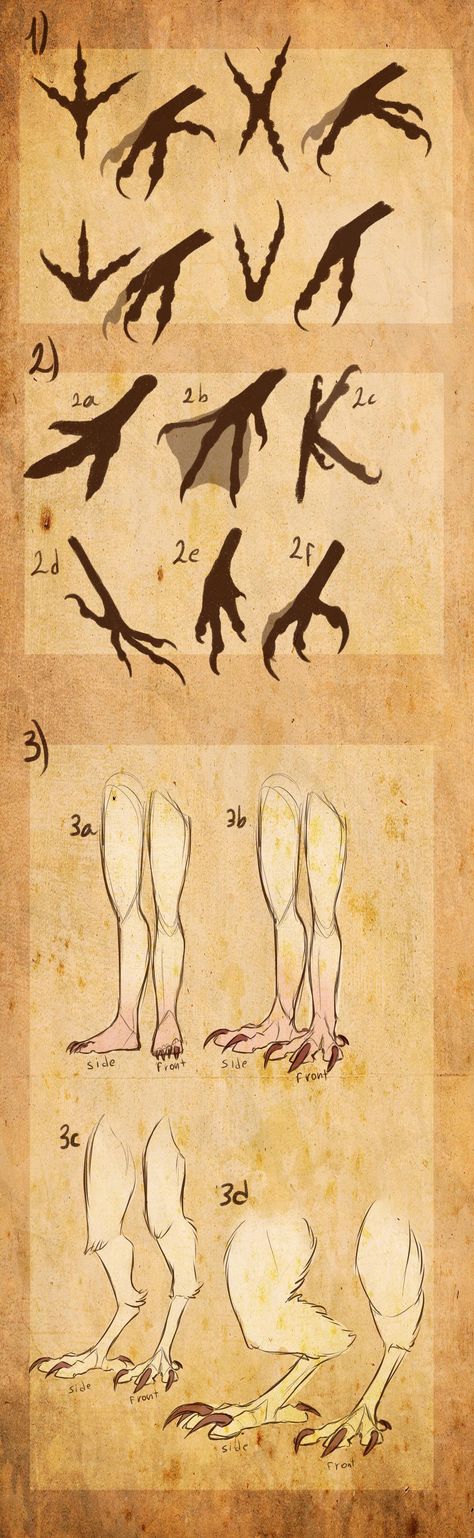 Avian/Harpy references II by Riurekai on DeviantArt Creature Drawings, Fantasy Creatures Art, Concept Art Drawing, Figure Drawing Reference, Creature Concept Art, Anatomy Art, Art Tutorials Drawing, Drawing Base, Drawing Reference Poses