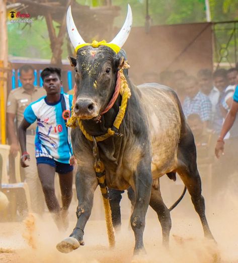 Jallikattu Photos Hd, Jallikattu Images Background, Jallikattu Photos, Jallikattu Images, Rashmika Photos, Bull Photography, Bull Images, Birthday Banner Background Hd, Elephant Facts