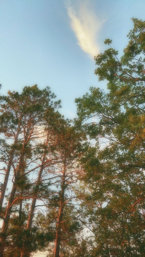 Tree line and the sky Northern Minnesota Aesthetic, Midwestern Aesthetic, Minnesota Trees, Minnesota Aesthetic, Midwest Photography, Brand Persona, Midwest Aesthetic, Minnesota Scenery, Minnesota Summer