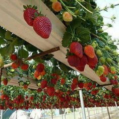 Cool greenhouse idea, great recycle of gutters. Could also just stack these gutters on a vertical frame and put them next to your house or behind your raised garden beds. Fruit Garden Layout, Strawberries Growing, Hydroponic Strawberries, Gutter Garden, Vertical Garden Design, Strawberry Planters, Vertical Vegetable Garden, Flower Tower, Strawberry Garden