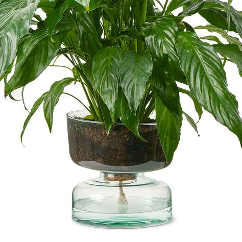 Clear Pots For Plants, Self Watering Plant Pot, Glass Pots For Plants, Glass Planter Ideas, Self Watering Planter Diy, Glass Plant Pot, Diy Self Watering Planter, Glass Flower Pot, Diy Planters Indoor