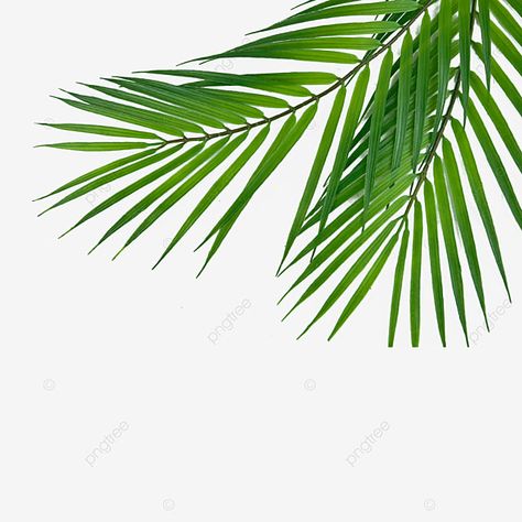 palm leaves,colour,forest,outdoor,plant,still life photography,still life,tropical,photography,photosynthesis,flower,terrestrial plant,arecales,rectangle,pattern,flowering plant,symmetry,palm tree,leaves,leaf,caryota urens,sabal bermudana,trachycarpus fortunei,palm,sabal causiarum,dypsis lutescens,chamaerops humilis,licuala spinosa,flower clipart,tree clipart,leaf clipart,forest clipart,plant clipart,color clipart,leaves clipart,photography clipart,rectangle clipart,branch clipart,flower clipart Palm Background, Waves Icon, Leaf Photography, Palm Leaves Pattern, Palm Tree Leaves, Leaf Clipart, Leaf Illustration, Tree Clipart, Leaf Texture