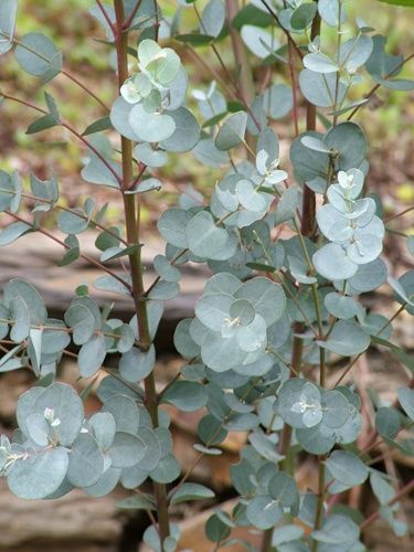 Silver Dollar Plant, Australian Garden Design, Australian Trees, Australian Native Garden, Gum Tree, Australian Flowers, Australian Native Flowers, Australian Plants, Australian Garden