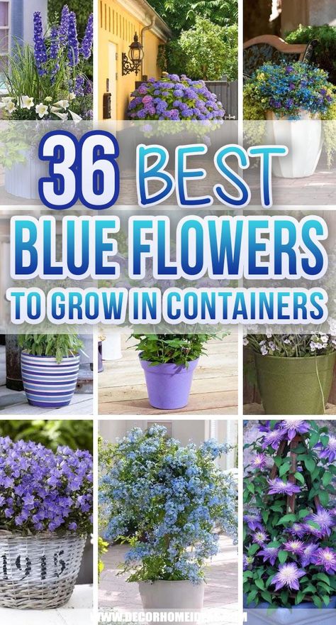 Blue Flowering Plants, Blue Flowers Garden, Flowers To Grow, Patio Flowers, Flax Flowers, Window Box Flowers, Balcony Flowers, Blue Planter, Blue Plants