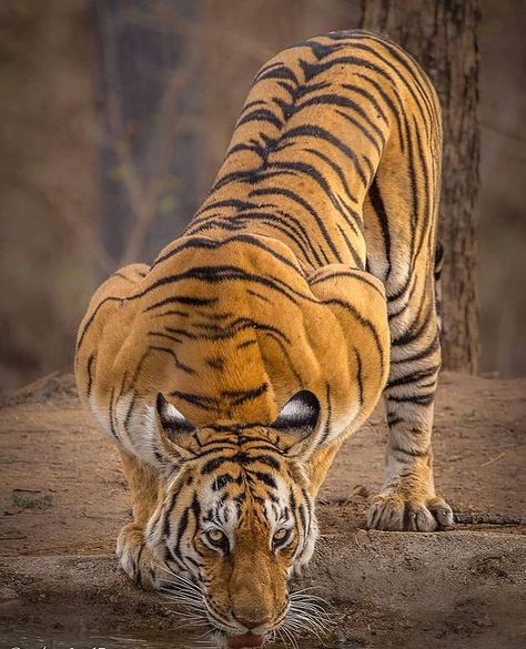 Wildlife Animals Nature no Instagram: “Muscular tiger looking like the definition of an apex predator 🐅 - Photo by : @_asifkazi - #instaanimal #conservation #wildliferehab…” Tiger Species, Tiger Pictures, Apex Predator, Bengal Tiger, Tiger Tattoo, Tiger Woods, A Tiger, Animal Planet, Beautiful Cats