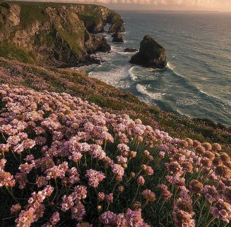 pink and orange aesthetic flower field on the beach on a cliff Flower Field Aesthetic, Field Aesthetic, Ireland Aesthetic, By The Ocean, Flower Field, Flower Images, 2024 Vision Board, 2024 Vision, The Ocean