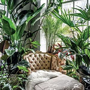 Wild at Home: How to Style & Care for Beautiful Plants: Carter, Hilton: 9781782497134: Books - Amazon.ca Hilton Carter, Plant Bedroom, Own Apartment, Jungle Room, Plant Room, Plant Decor Indoor, Plant Aesthetic, House Plants Decor, Beautiful Plants